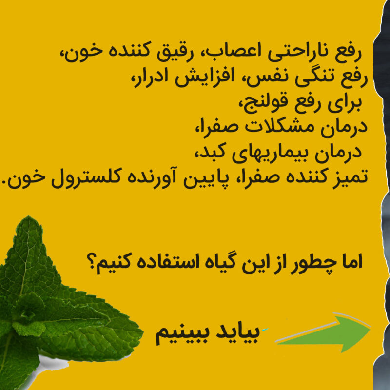 خواص و نحوه مصرف نعناع