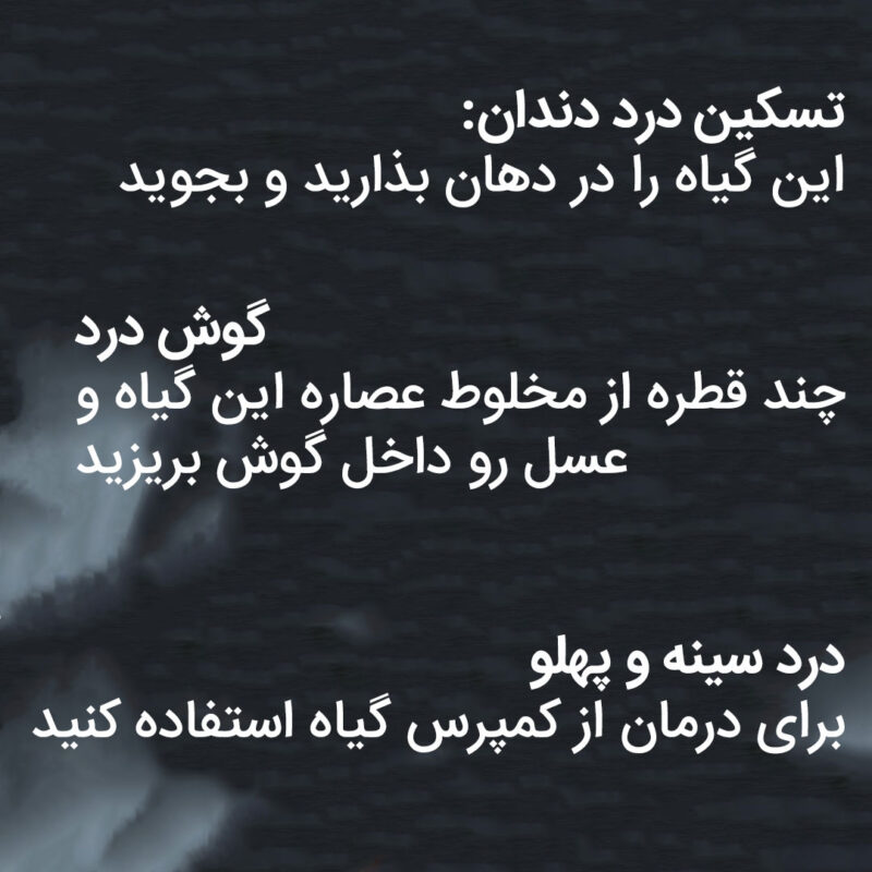 خواص دم کرده نعناع خشک برای عفونت