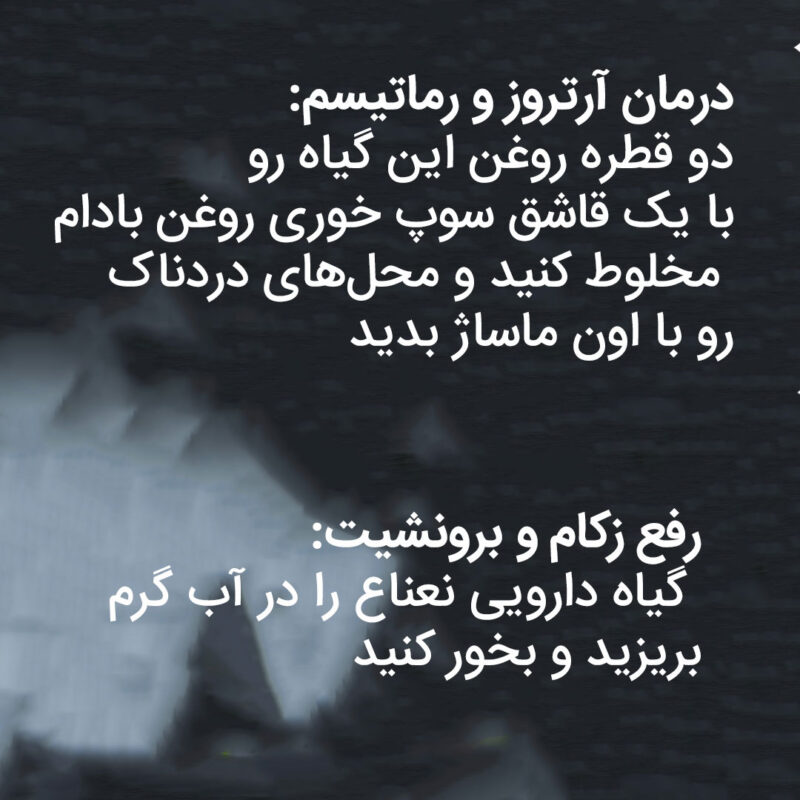 خواص ضد درد نعناع